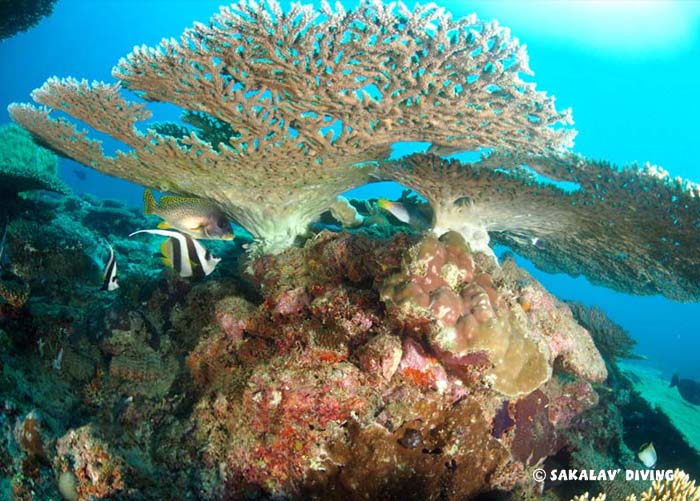 underwater photo and video Madagascar